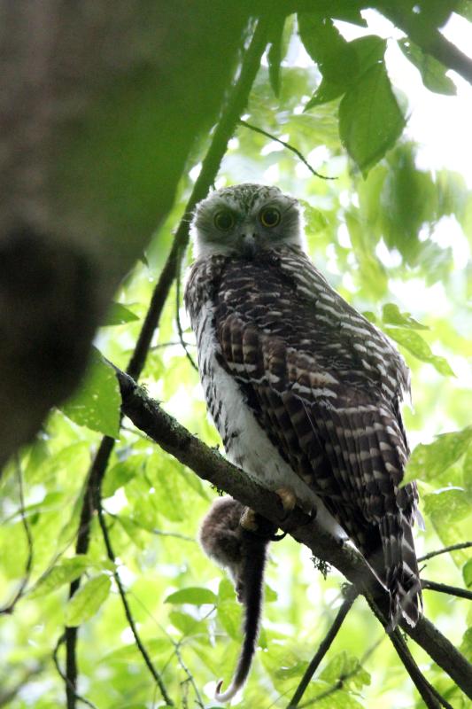 Powerful Owl (Ninox strenua)