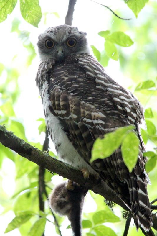 Powerful Owl (Ninox strenua)