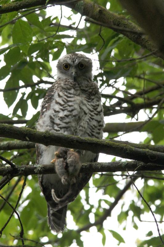 Powerful Owl (Ninox strenua)