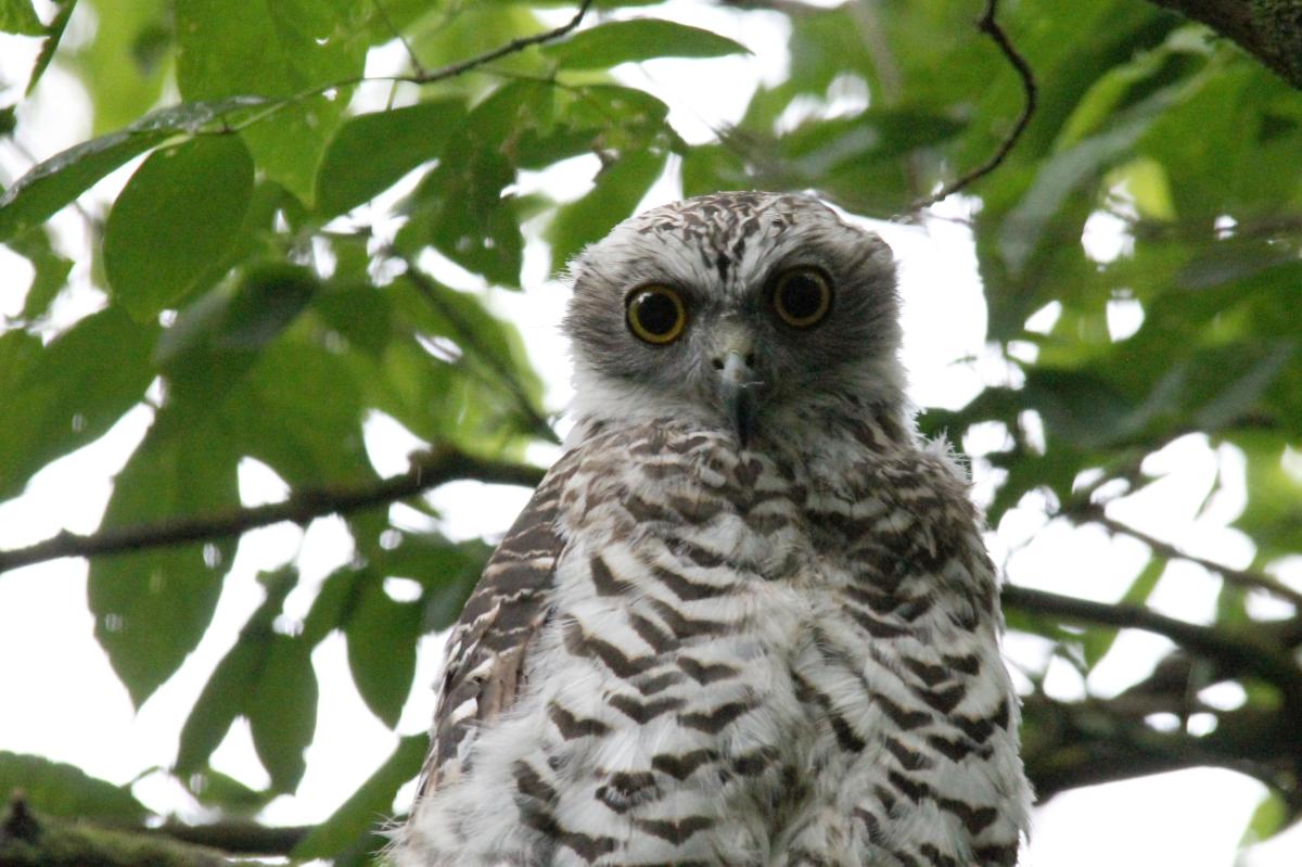 Powerful Owl (Ninox strenua)