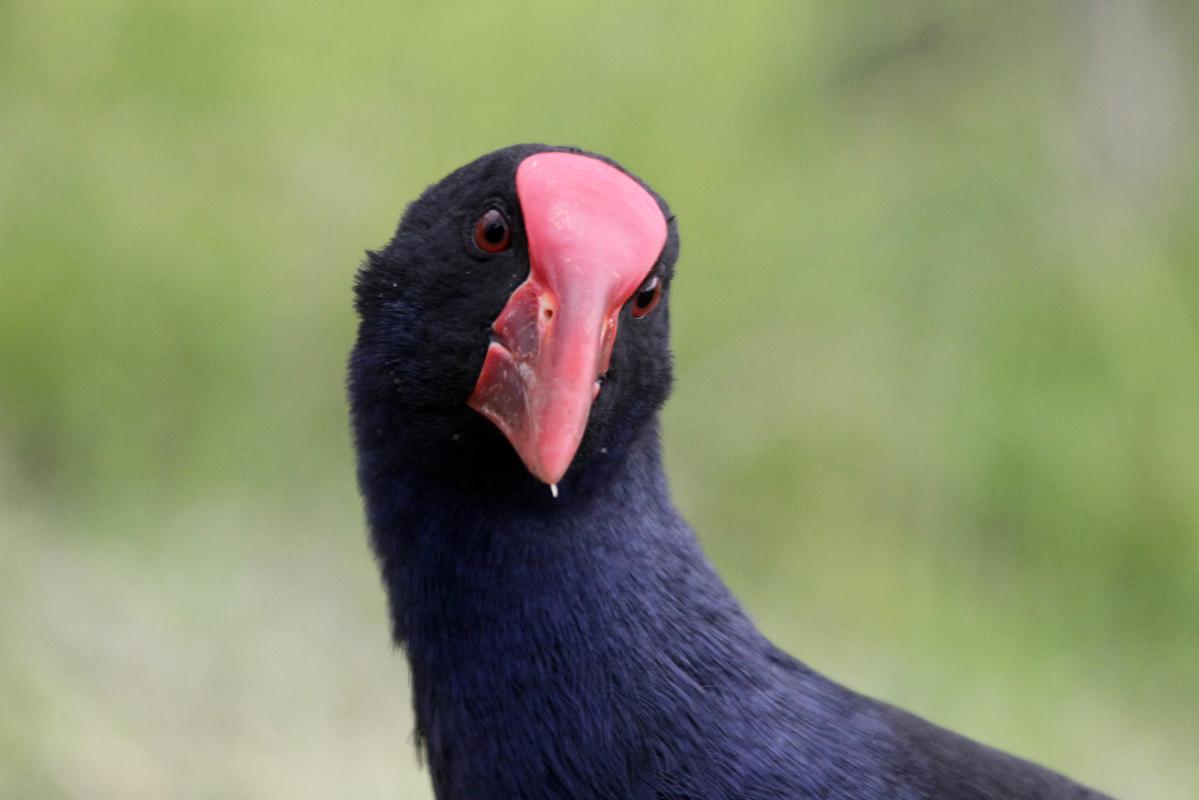 Purple Swamphen (Porphyrio porphyrio)