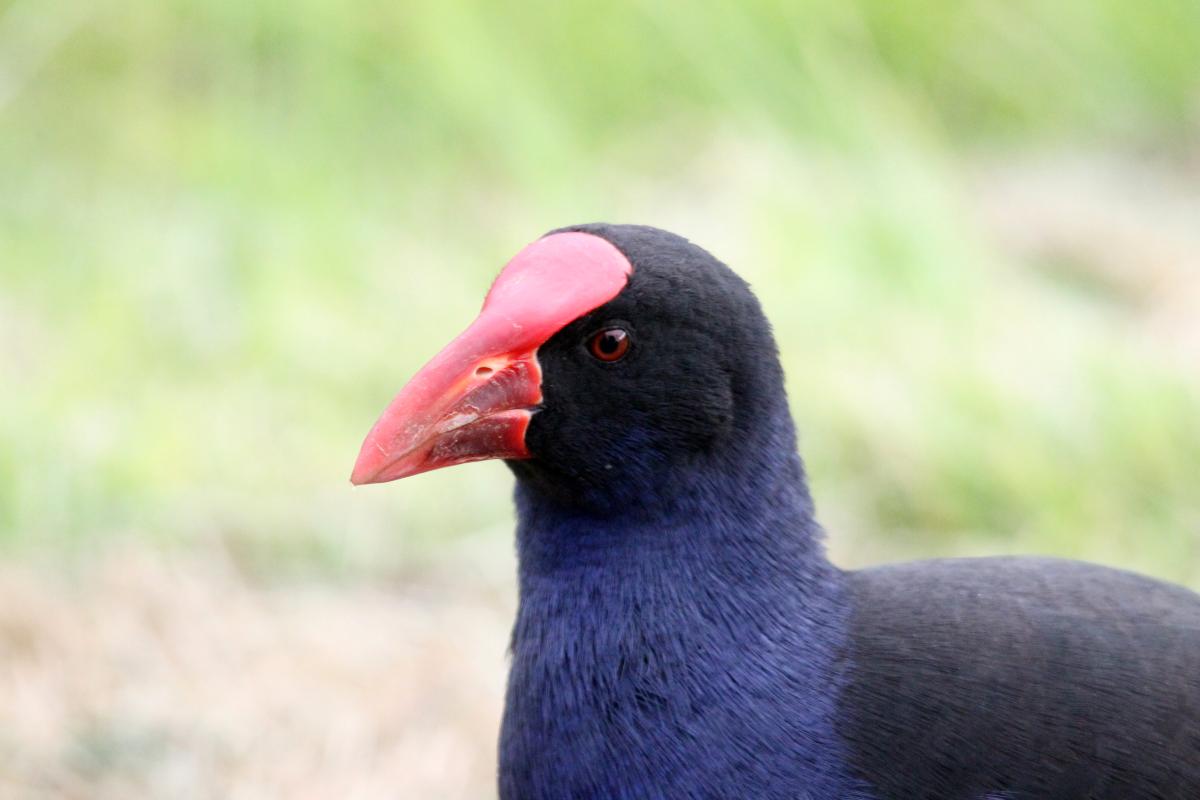 Purple Swamphen (Porphyrio porphyrio)