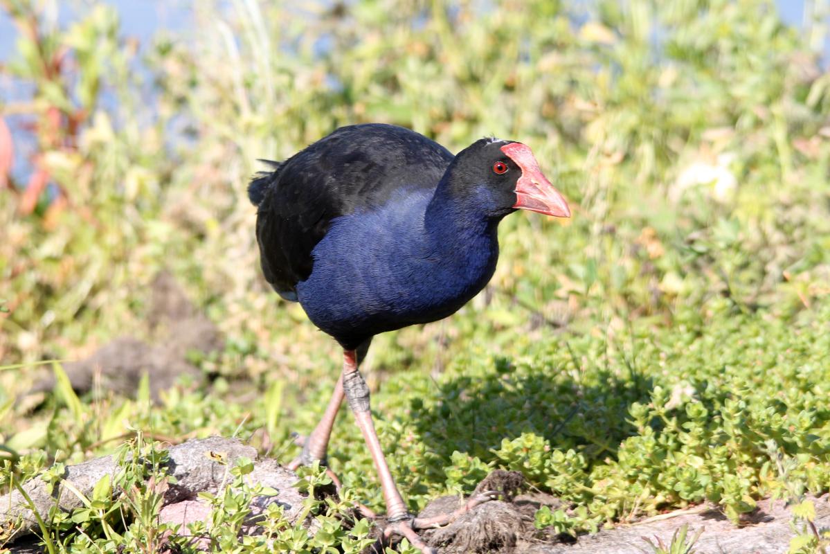 Purple Swamphen (Porphyrio porphyrio)