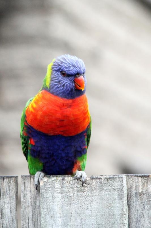 Rainbow Lorikeet (Trichoglossus haematodus)