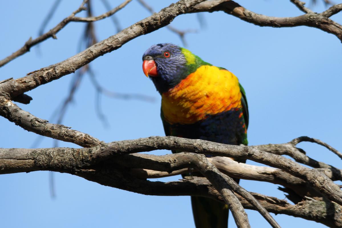 Rainbow Lorikeet (Trichoglossus haematodus)