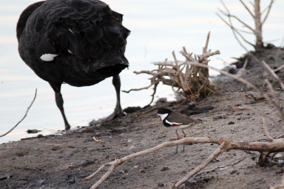 Red-kneed Dotterel (Erythrogonys cinctus)