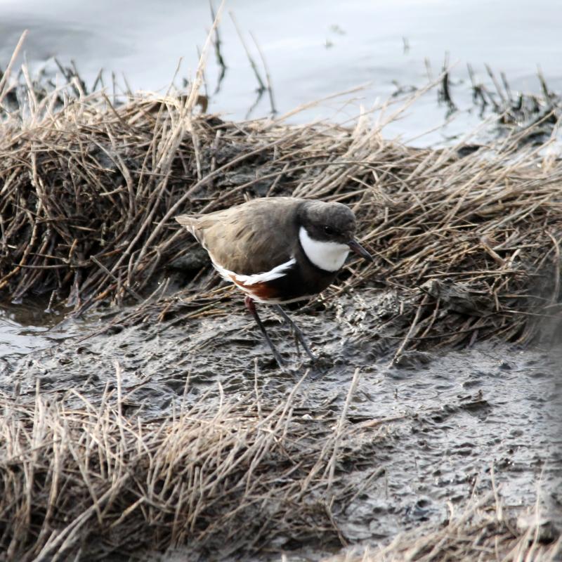 Red-kneed Dotterel (Erythrogonys cinctus)