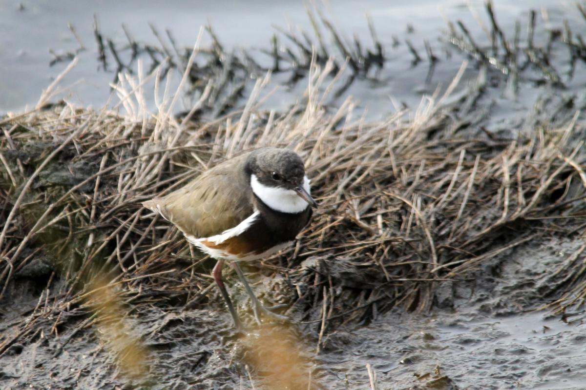 Red-kneed Dotterel (Erythrogonys cinctus)