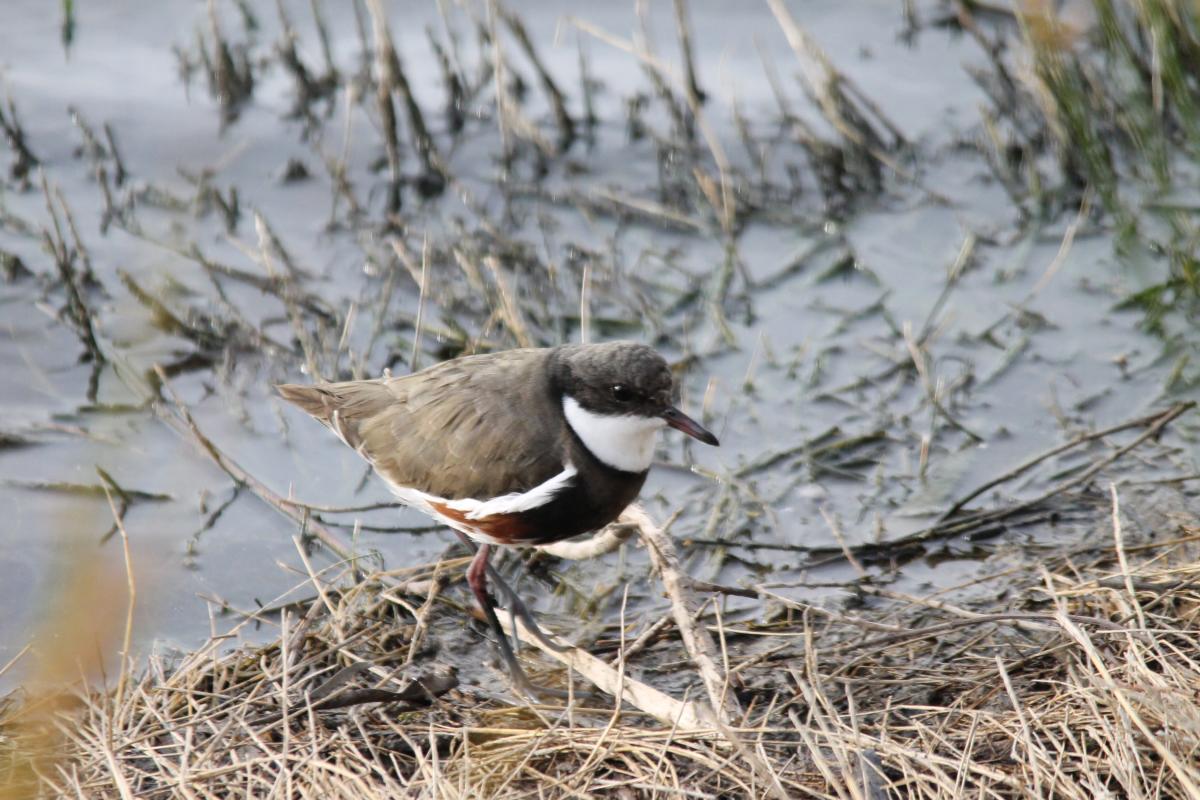 Red-kneed Dotterel (Erythrogonys cinctus)