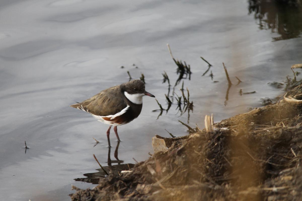 Red-kneed Dotterel (Erythrogonys cinctus)