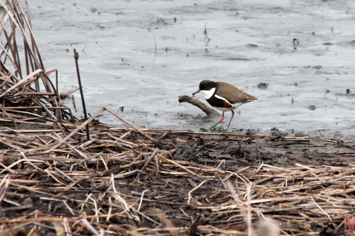 Red-kneed Dotterel (Erythrogonys cinctus)