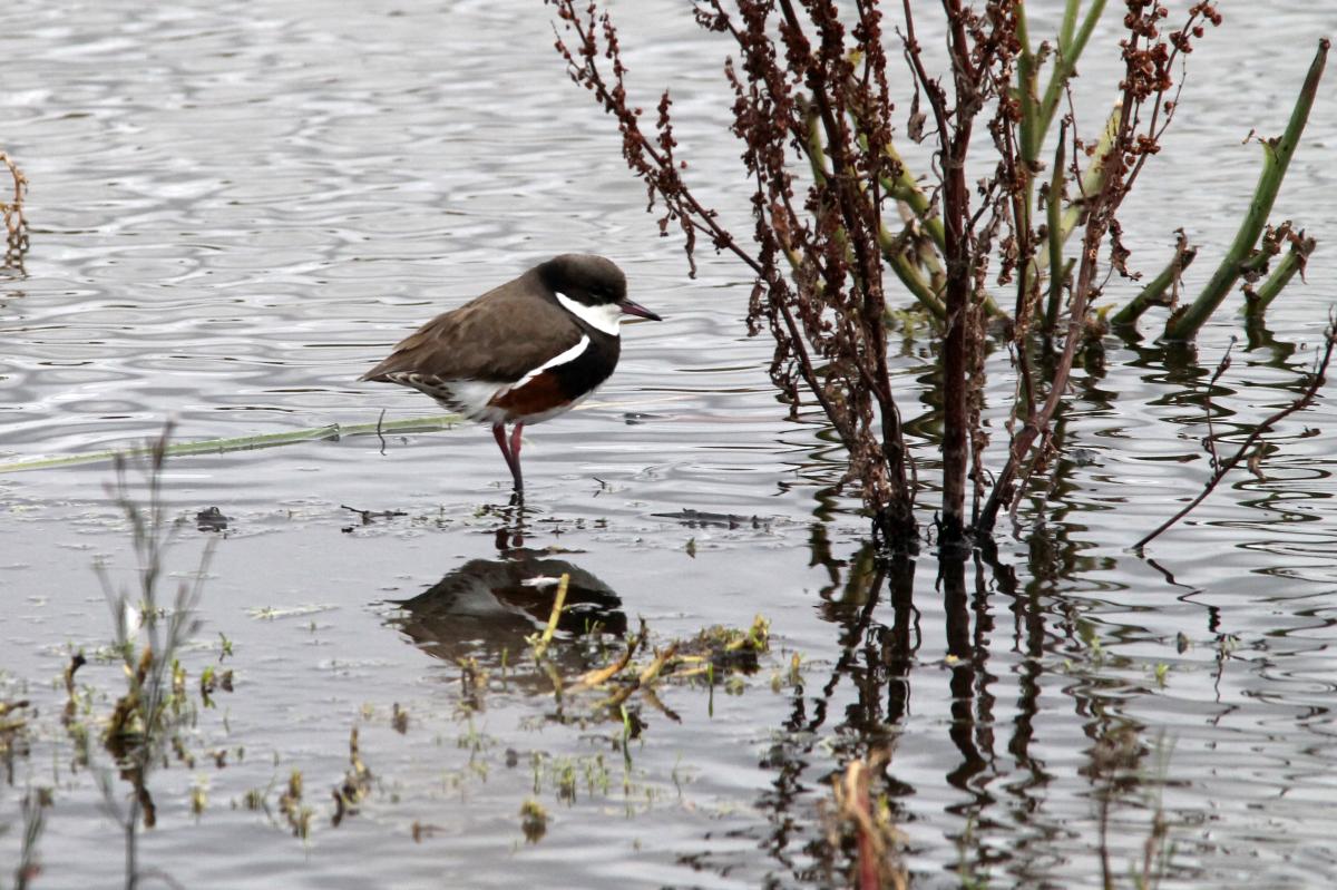 Red-kneed Dotterel (Erythrogonys cinctus)