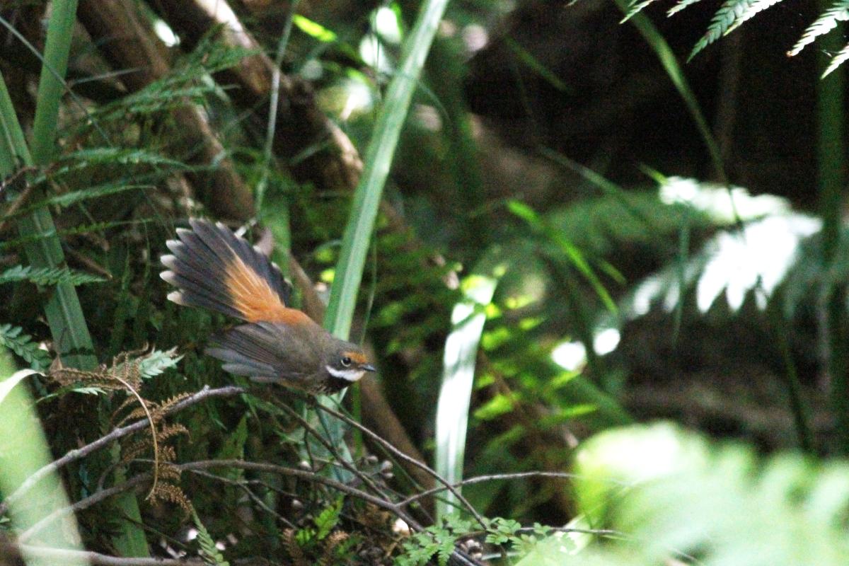 Rufous Fantail (Rhipidura rufifrons)