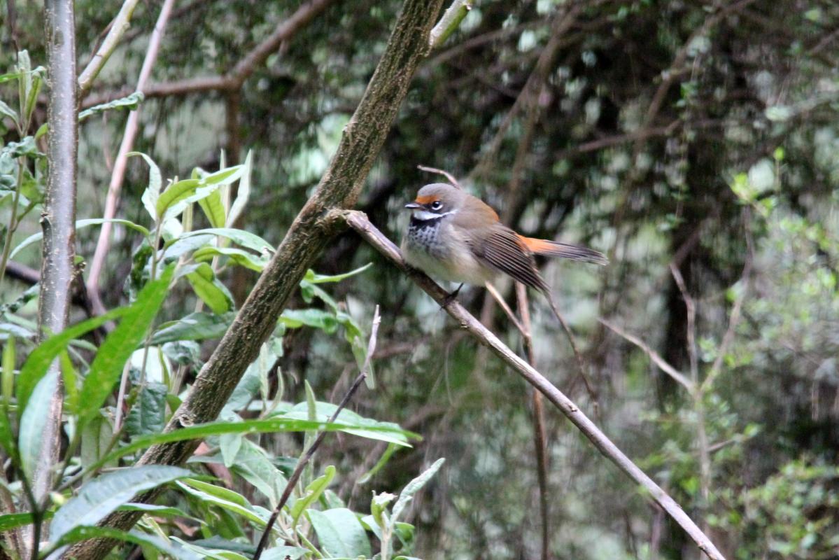 Rufous Fantail (Rhipidura rufifrons)