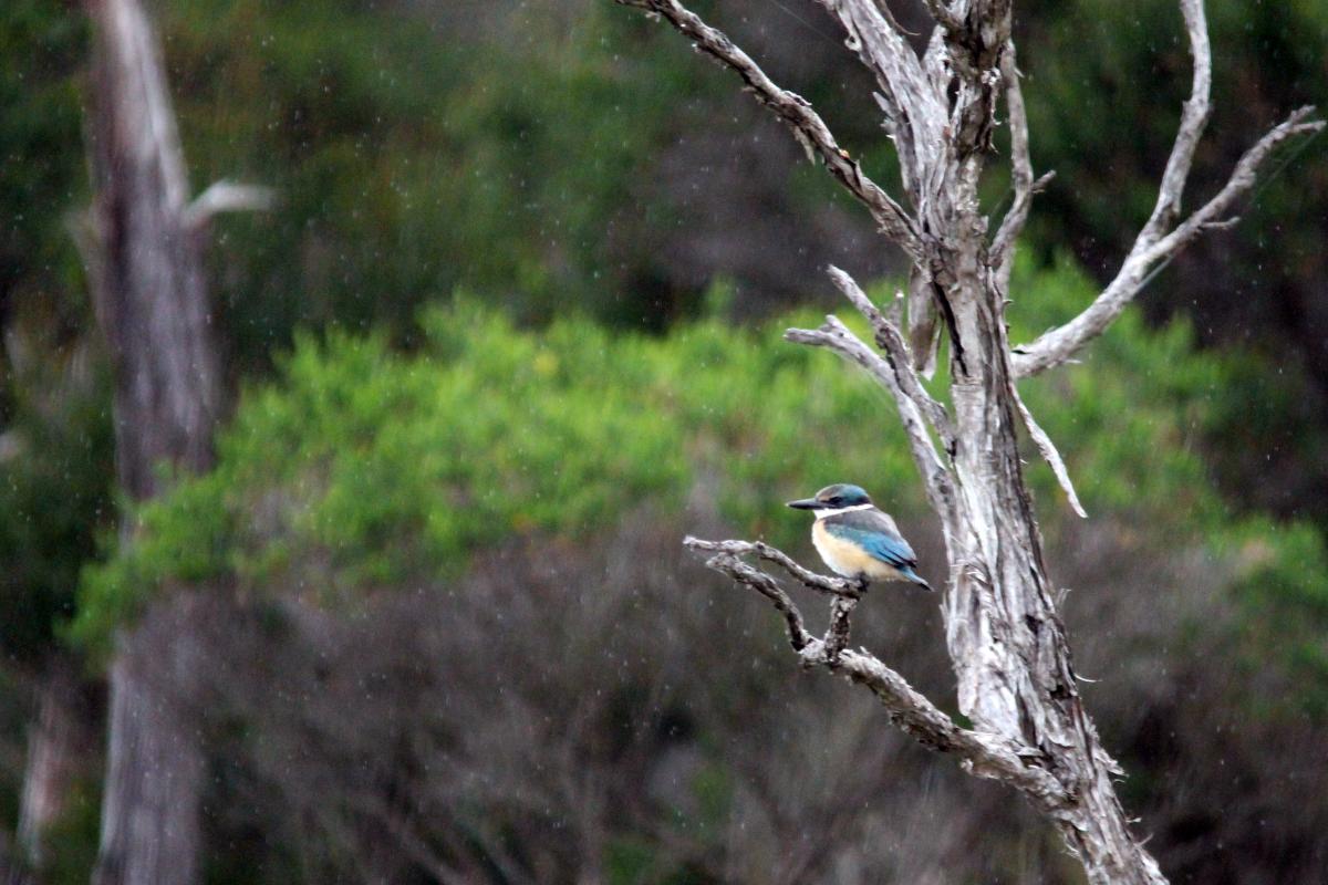 Sacred Kingfisher (Todiramphus sanctus)