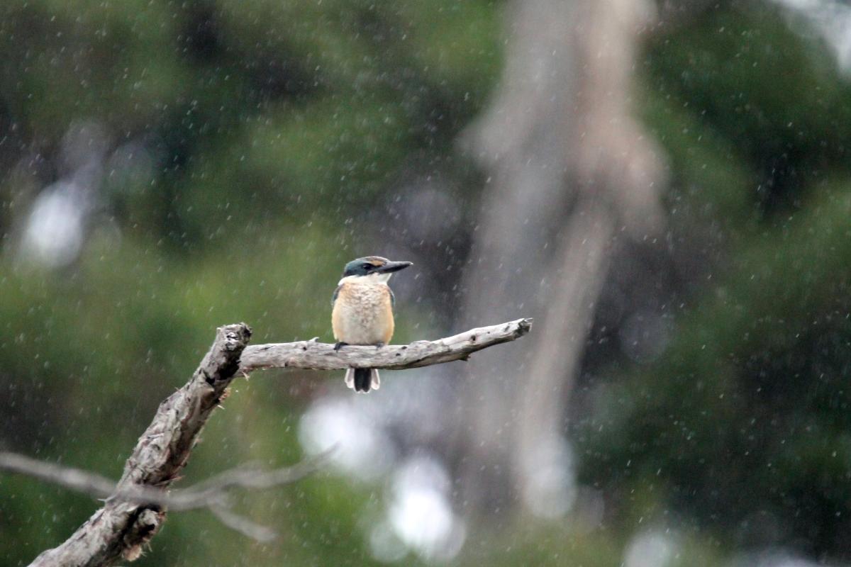 Sacred Kingfisher (Todiramphus sanctus)