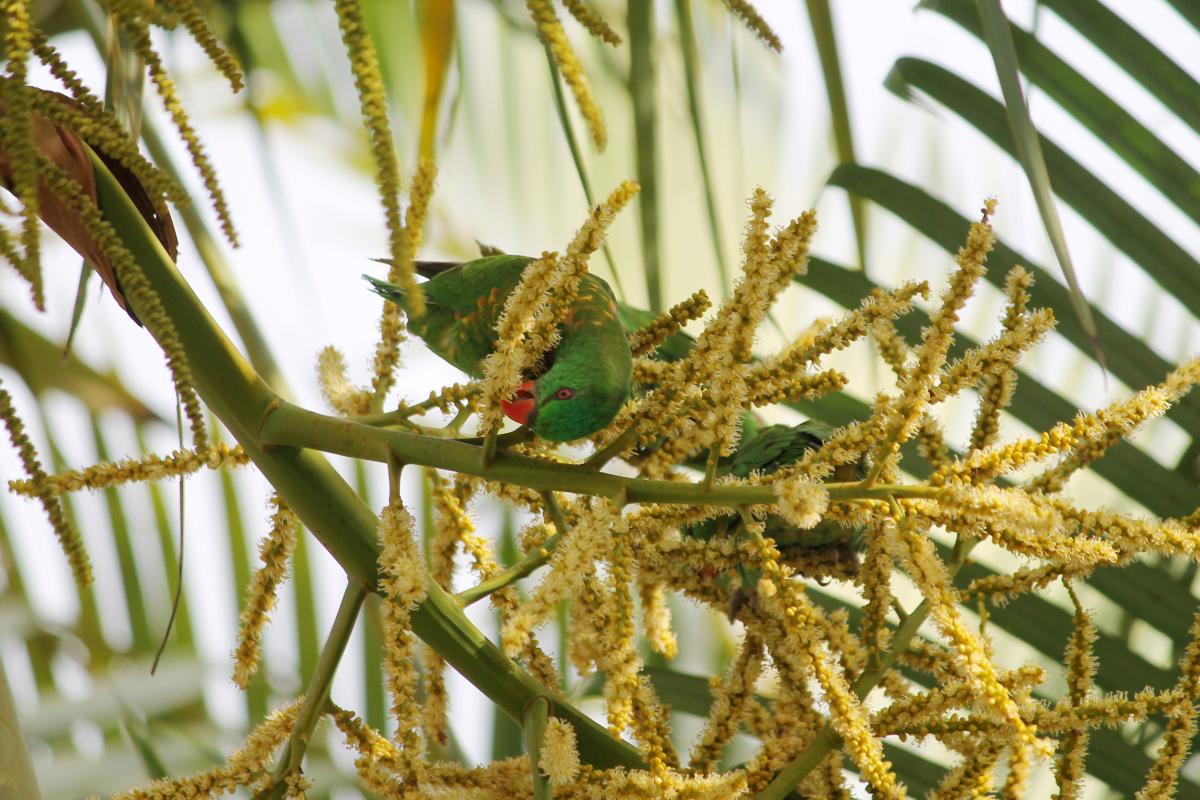 Scaly-breasted Lorikeet (Trichoglossus chlorolepidotus)