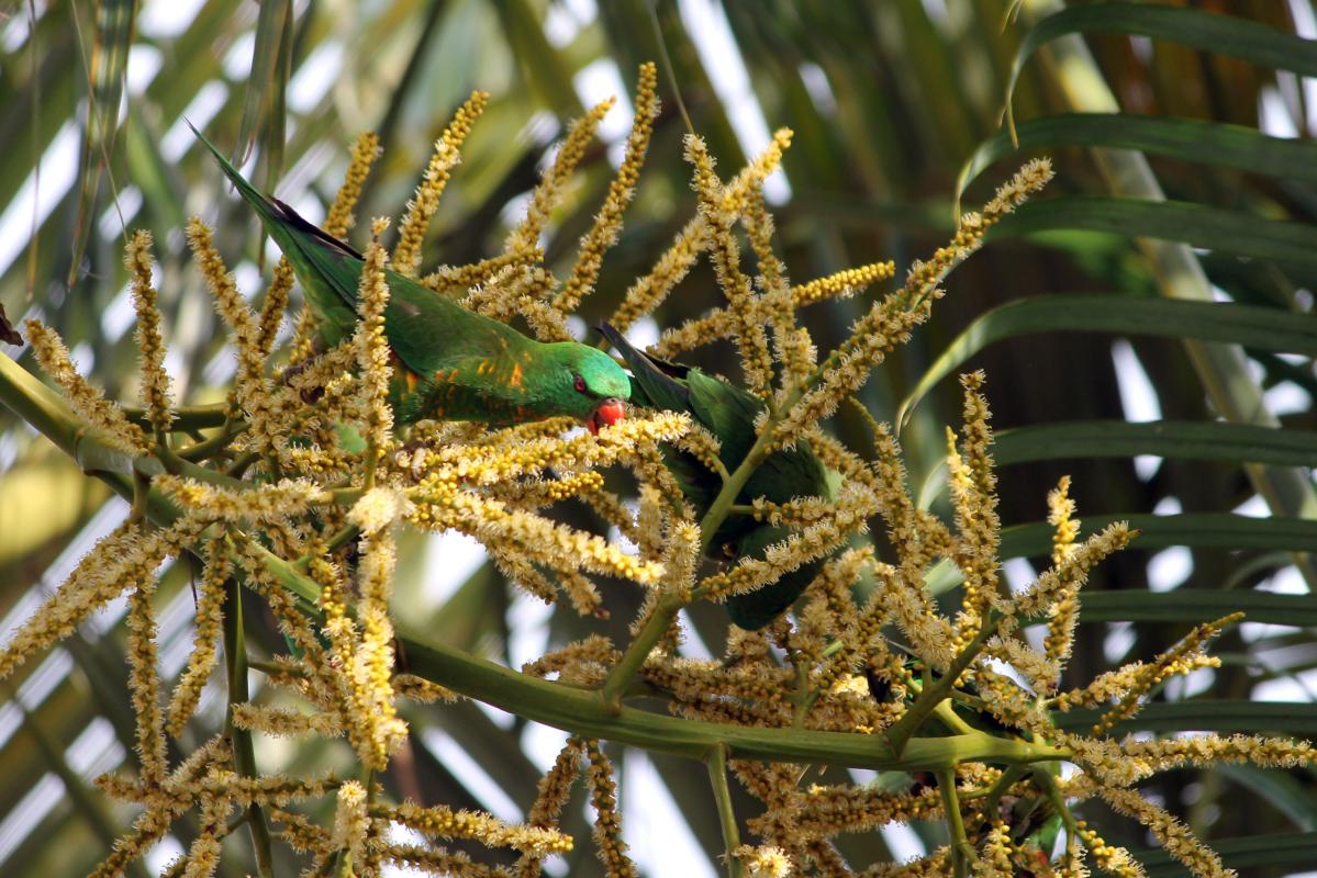 Scaly-breasted Lorikeet (Trichoglossus chlorolepidotus)