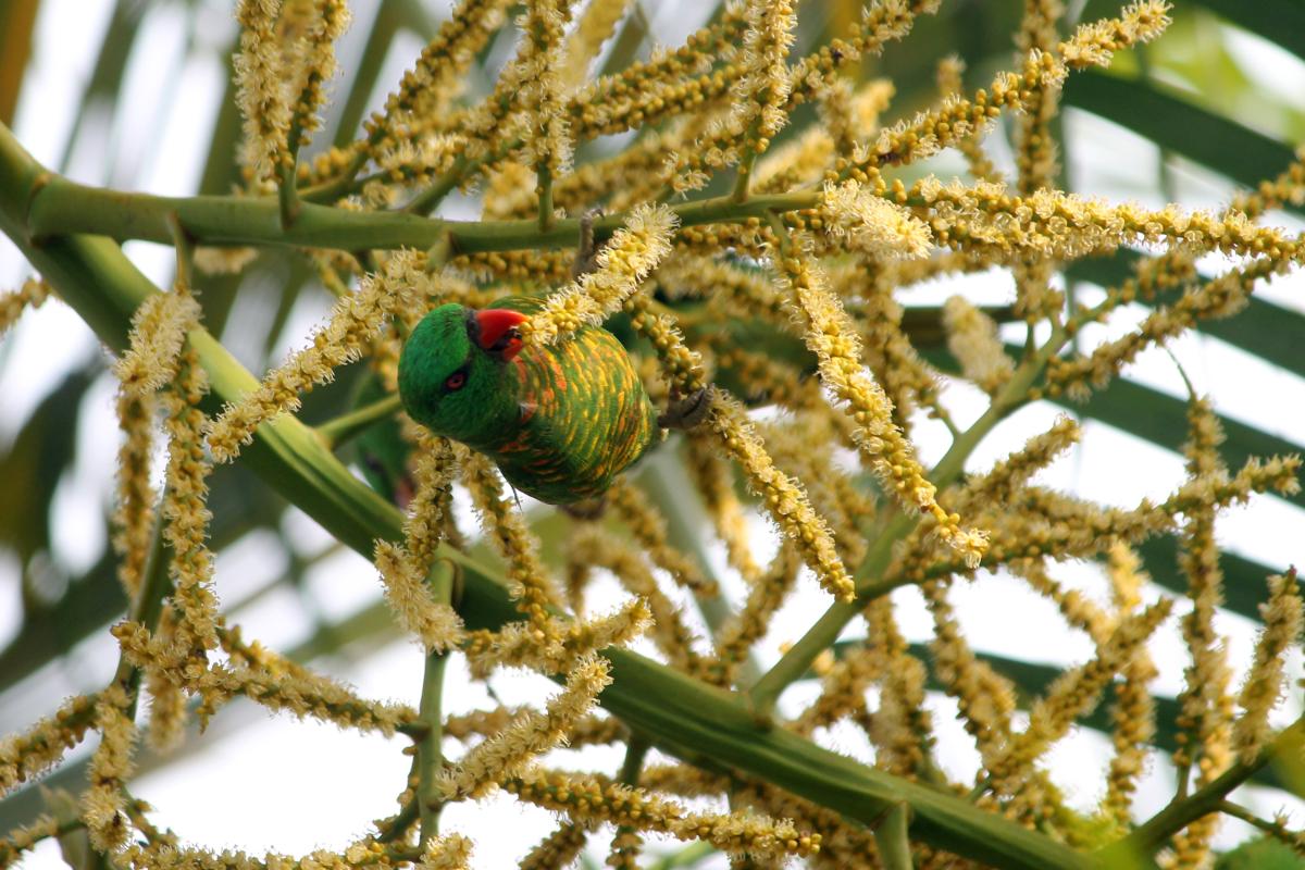 Scaly-breasted Lorikeet (Trichoglossus chlorolepidotus)