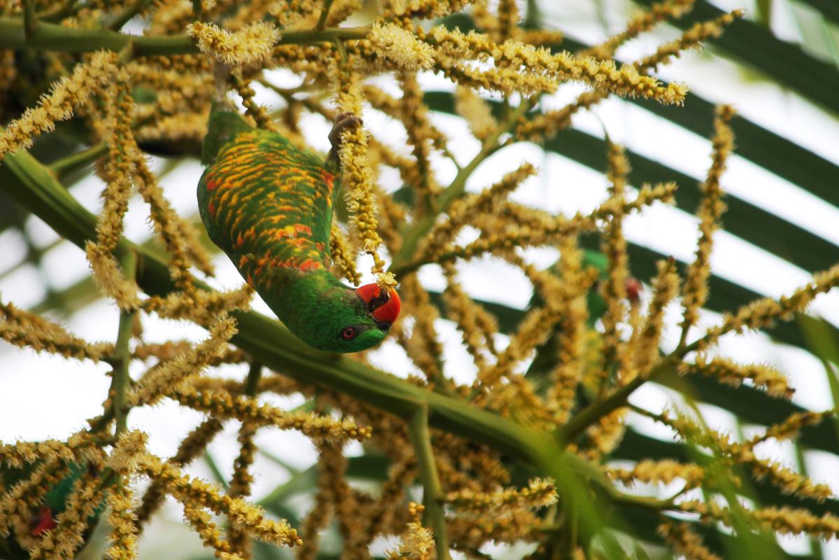 Scaly-breasted Lorikeet (Trichoglossus chlorolepidotus)