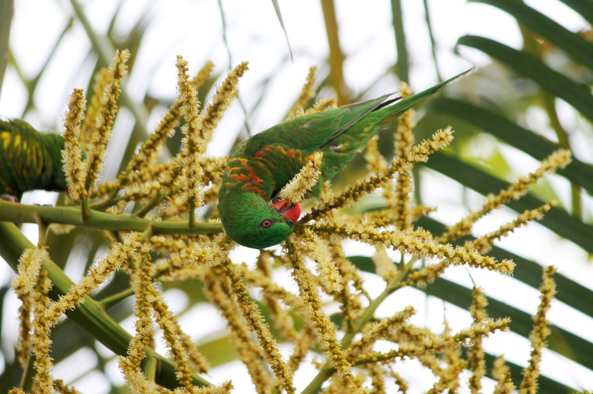 Scaly-breasted Lorikeet (Trichoglossus chlorolepidotus)