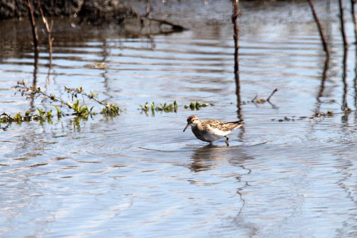 Sharp-tailed Sandpiper (Calidris acuminata)