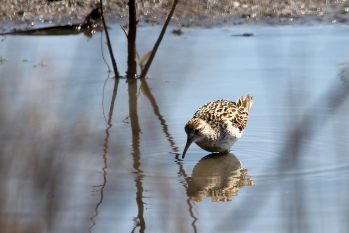 Sharp-tailed Sandpiper (Calidris acuminata)