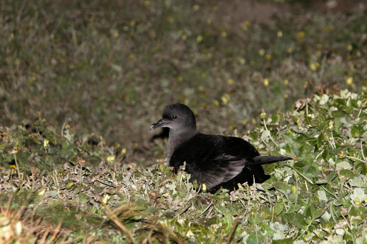 Short-tailed Shearwater (Puffinus tenuirostris)