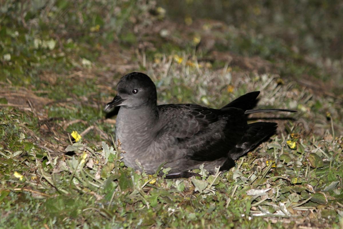 Short-tailed Shearwater (Puffinus tenuirostris)