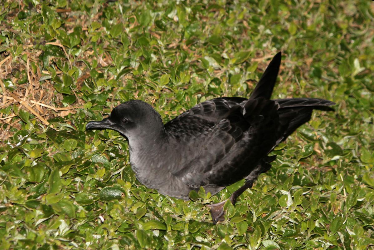 Short-tailed Shearwater (Puffinus tenuirostris)