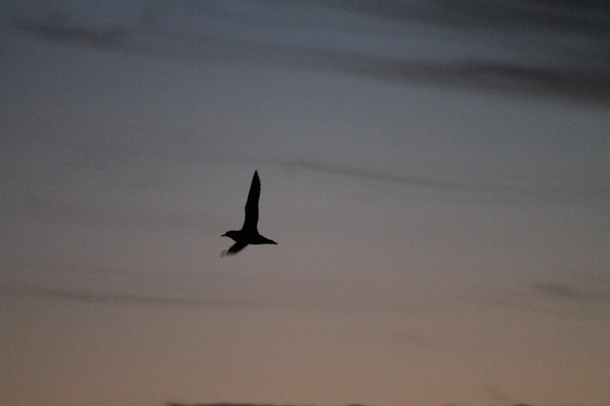 Short-tailed Shearwater (Puffinus tenuirostris)