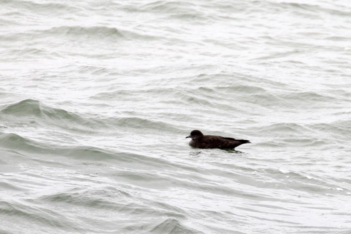 Short-tailed Shearwater (Puffinus tenuirostris)