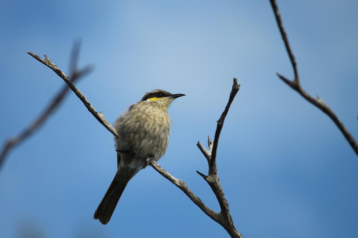 Singing Honeyeater (Lichenostomus virescens)