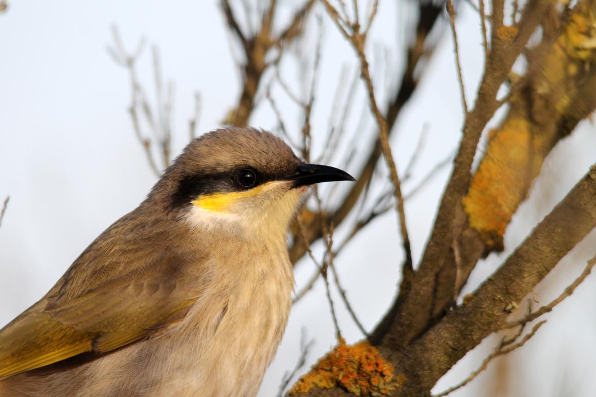 Singing Honeyeater (Lichenostomus virescens)