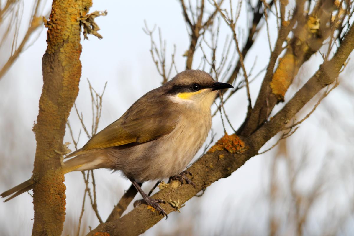 Singing Honeyeater (Lichenostomus virescens)