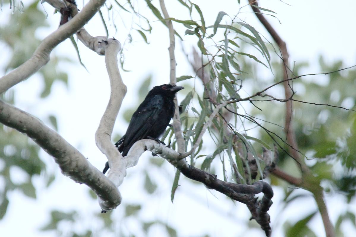 Spangled Drongo (Dicrurus bracteatus)