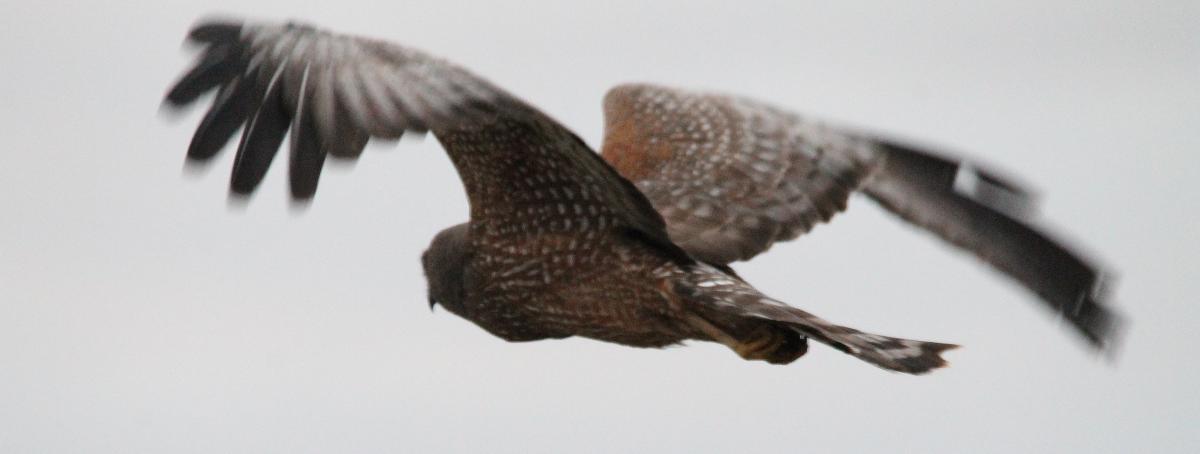 Spotted Harrier (Circus assimilis)