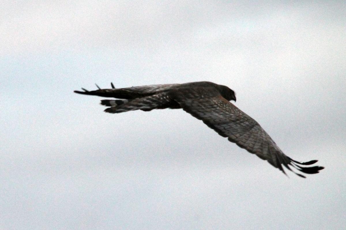 Spotted Harrier (Circus assimilis)