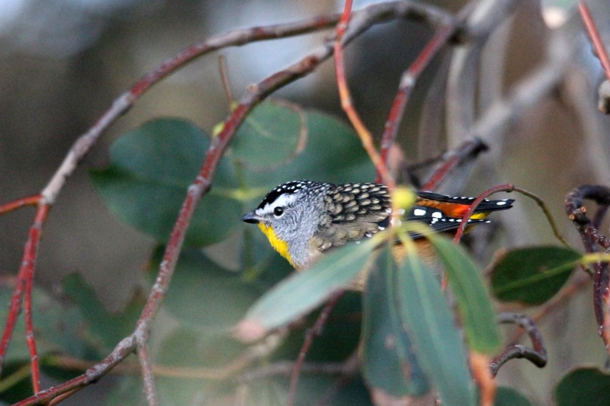 Spotted Pardalote (Pardalotus punctatus)