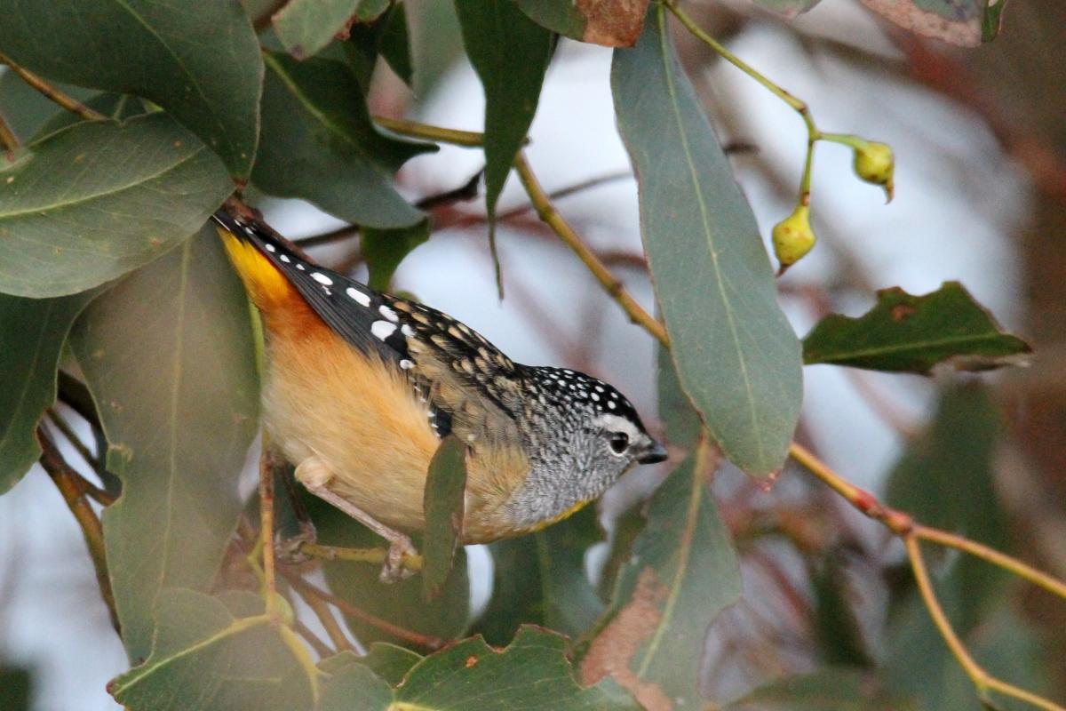 Spotted Pardalote (Pardalotus punctatus)