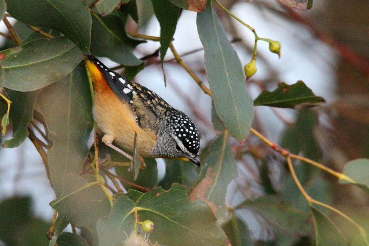 Spotted Pardalote (Pardalotus punctatus)