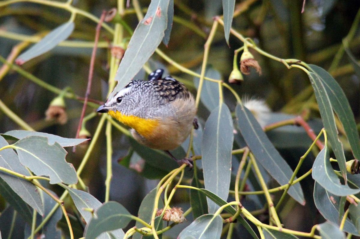 Spotted Pardalote (Pardalotus punctatus)