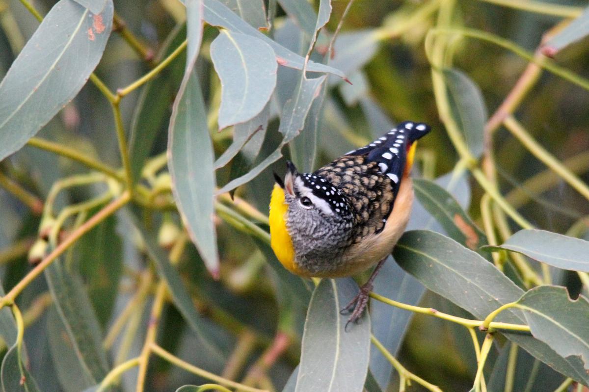 Spotted Pardalote (Pardalotus punctatus)