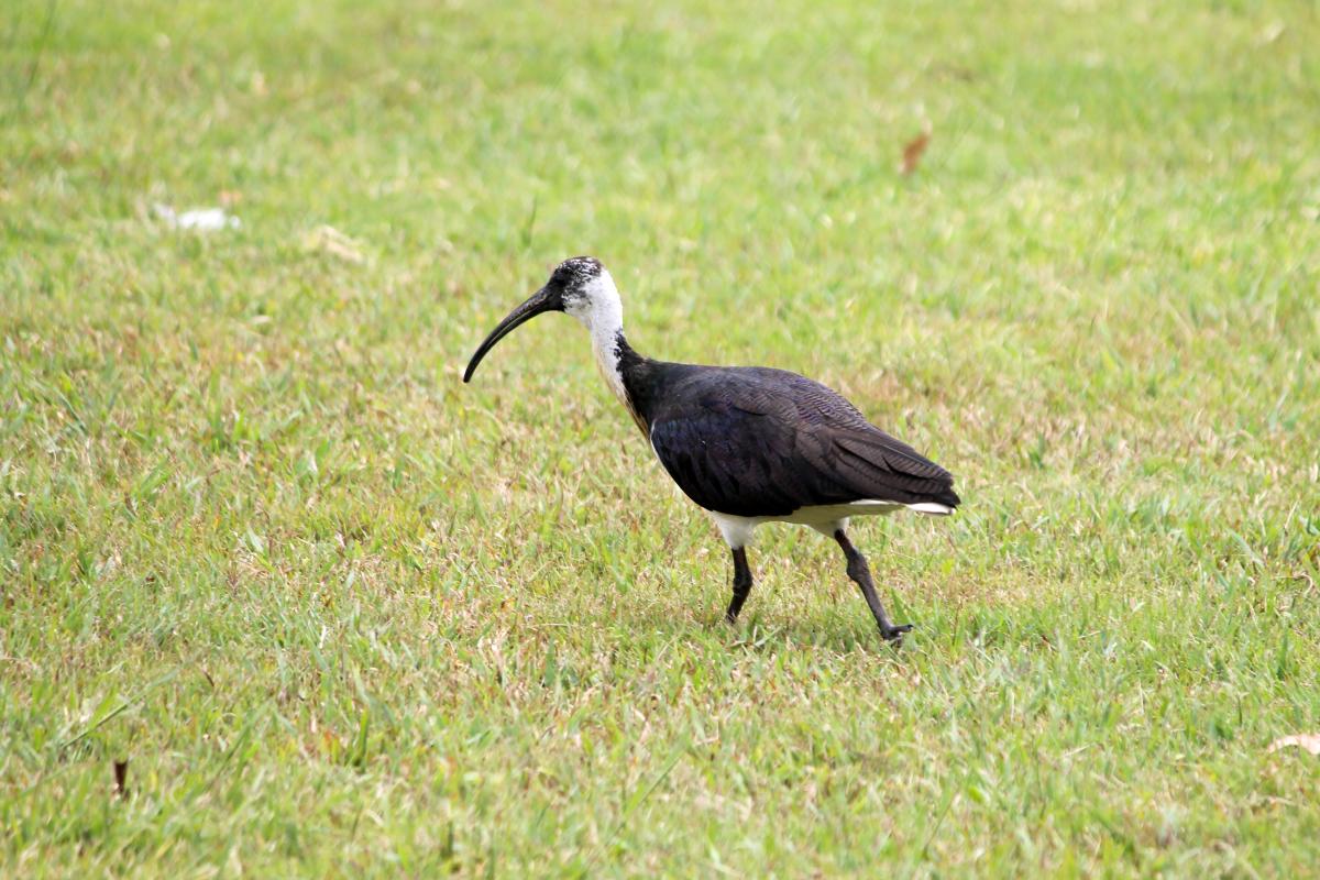 Straw-necked Ibis (Threskiornis spinicollis)