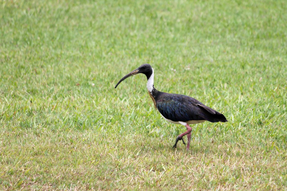 Straw-necked Ibis (Threskiornis spinicollis)