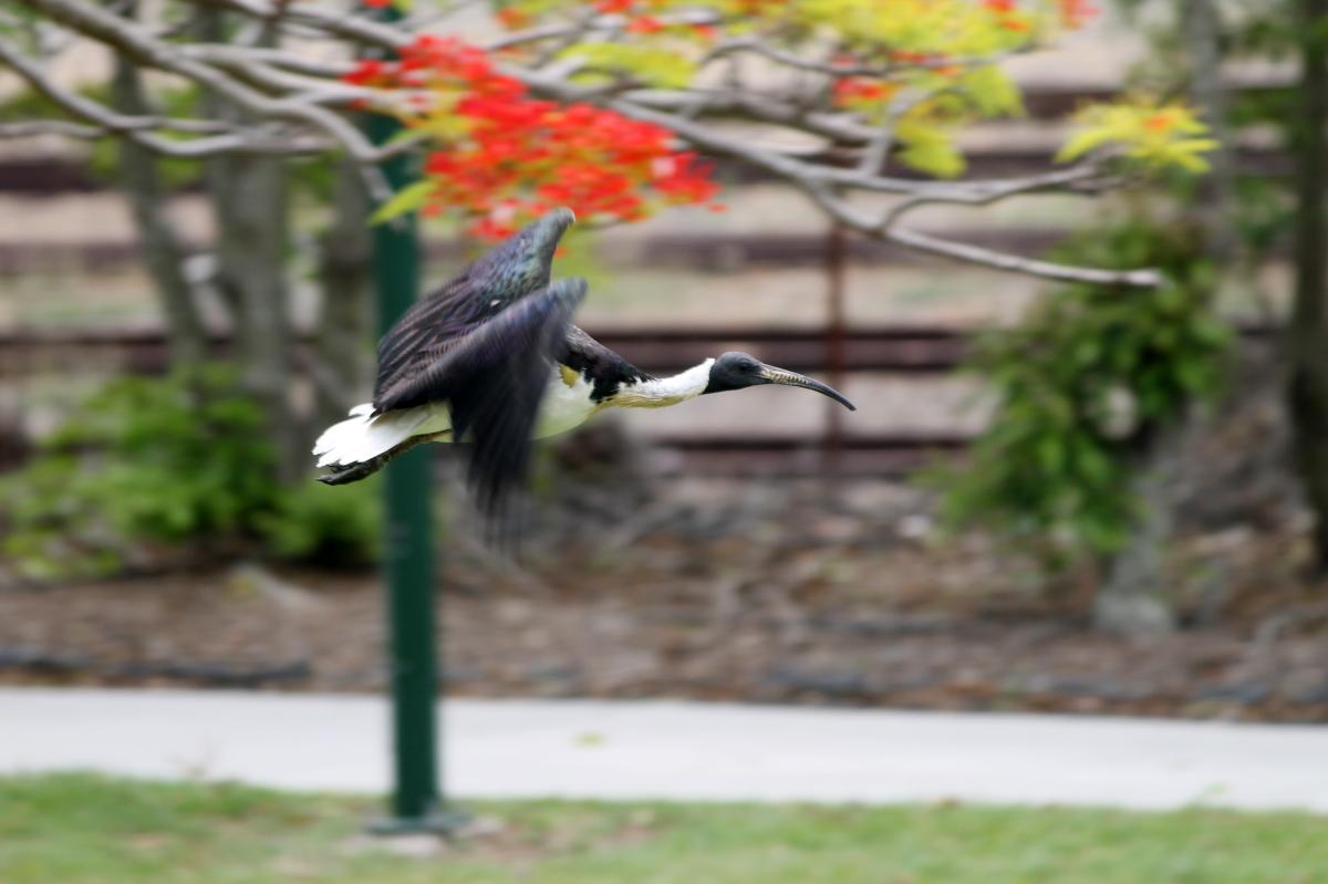 Straw-necked Ibis (Threskiornis spinicollis)