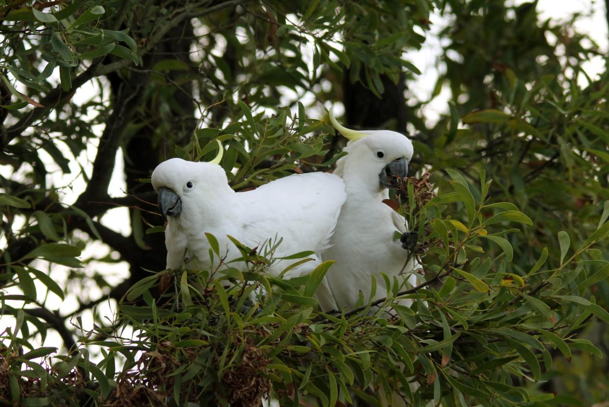 Sulphur-crested Cockatoo (Cacatua galerita)