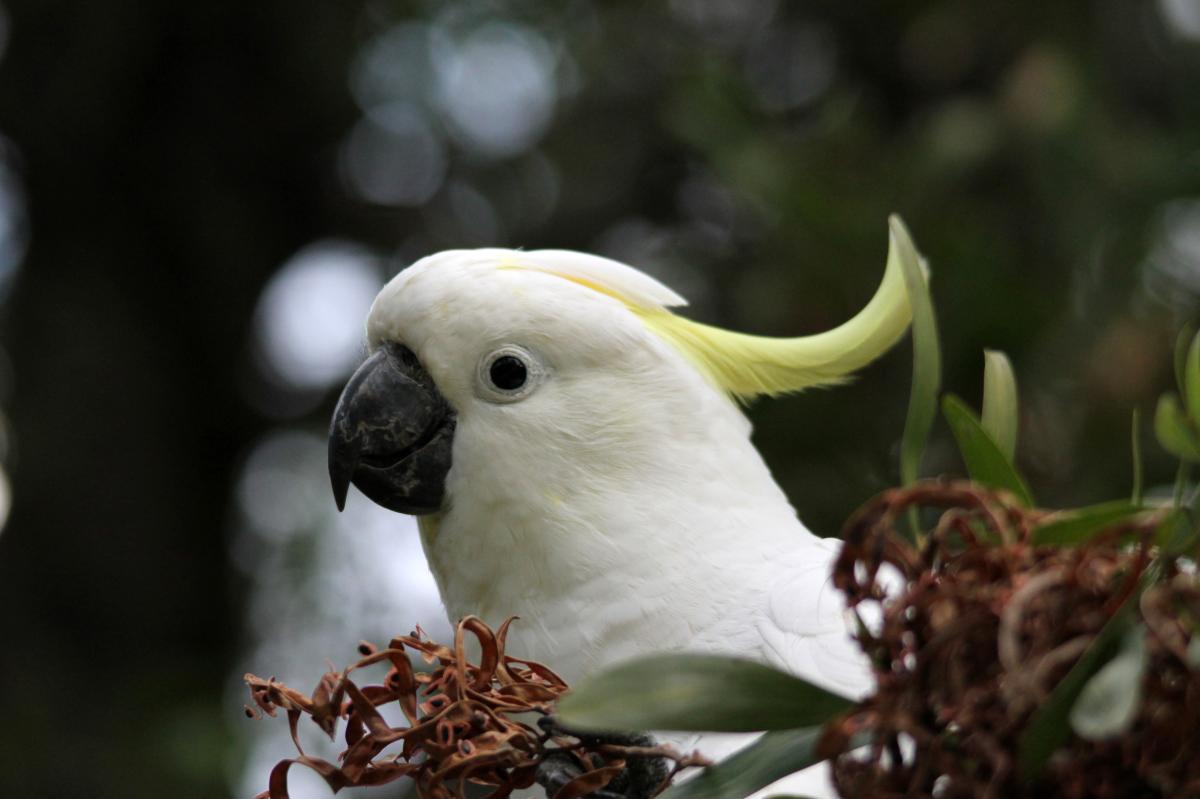 Sulphur-crested Cockatoo (Cacatua galerita)