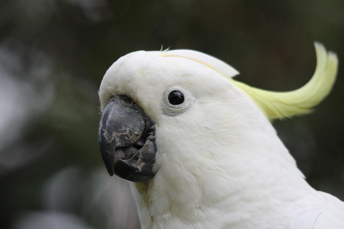 Sulphur-crested Cockatoo (Cacatua galerita)