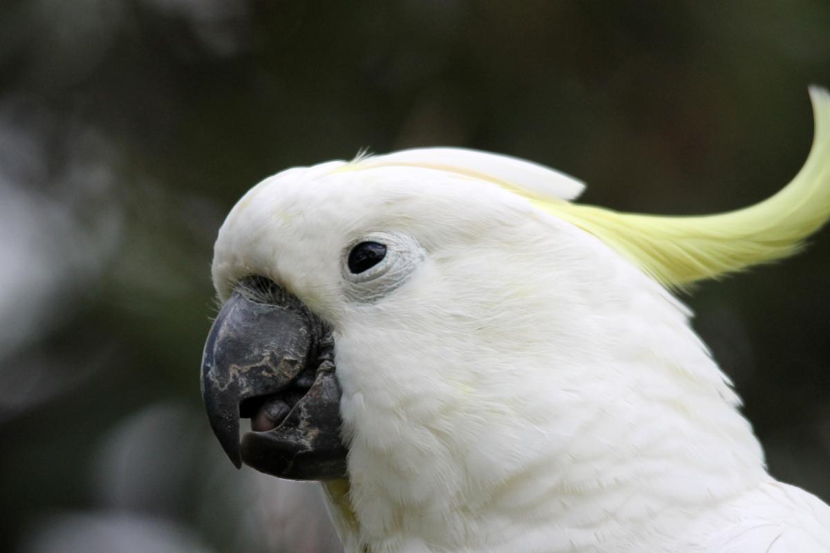 Sulphur-crested Cockatoo (Cacatua galerita)